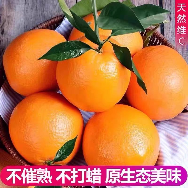 Gannan navel orange,size 60~85mm- 5kg with Box